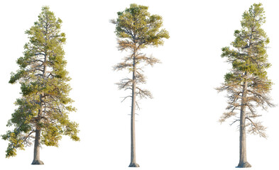 Pinus contorta tree, front view, cutout, transparent background, isolate, Majestic pine trees...