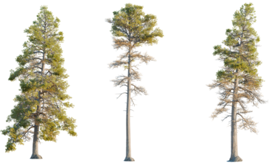 Pinus contorta tree, front view, cutout, transparent background, isolate, Majestic pine trees showcasing nature's resilience and beauty