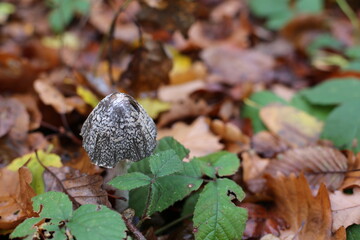 mushroom in the forest in leaves