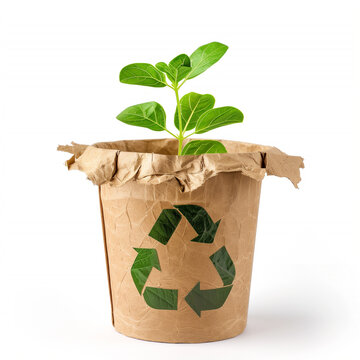 Planta en maceta de papel reciclado