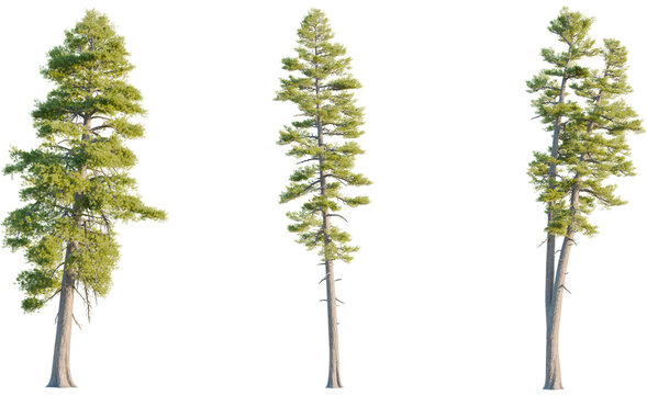 Pinus ponderosa tree, front view, cutout, transparent background, isolate, Tall pine trees with lush green foliage stand against a dark backdrop.