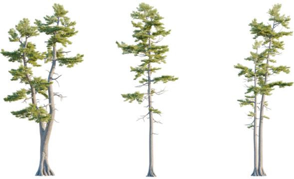 Pinus strobus tree, front view, cutout, transparent background, isolate, Tall evergreen trees with lush green foliage, perfect for nature scenes - Powered by Adobe