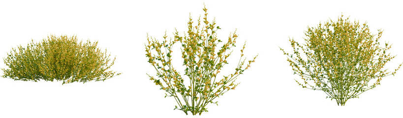 Spartium juneceum tree, front view, cutout, transparent background, isolate, Vibrant yellow...