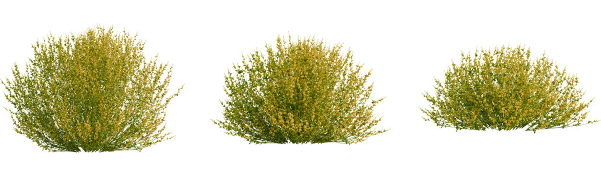 Spartium juneceum tree, front view, cutout, transparent background, isolate, Lush green bushy plants with delicate yellow flowers in three sizes