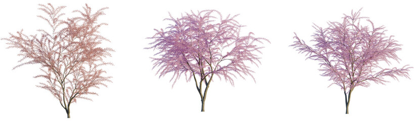 Naklejka premium Tamarix gallica tree, front view, cutout, transparent background, isolate, Beautiful pink blossom trees ready for spring and garden design projects