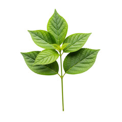 Fototapeta premium Fresh Green Plant Leaves on Stem