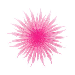 Pink Dahlia Flower Burst