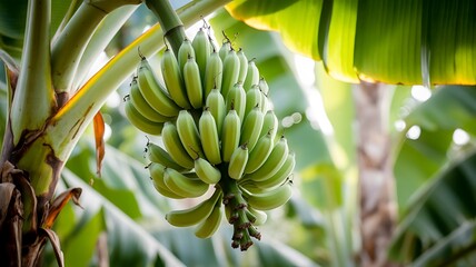 Closeup of a bunch of unripe green bananas hanging from a banana tree