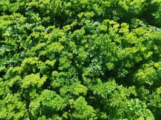 green leaves background