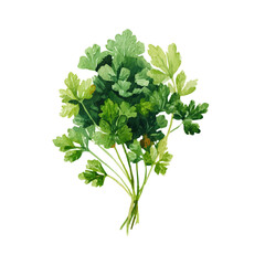 A watercolor parsley bunch from overhead painting illustration isolated on a white background, pink bloom flower illustration, EPS format design