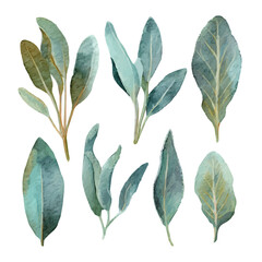 A watercolor sage leaves from a unique view painting illustration isolated on a white background, sage leaves illustration, EPS format design