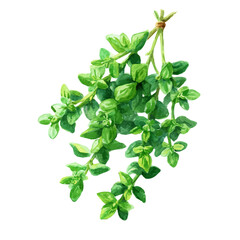 A watercolor thyme bunch in top-down angle painting illustration isolated on a white background, EPS illustration, painting style