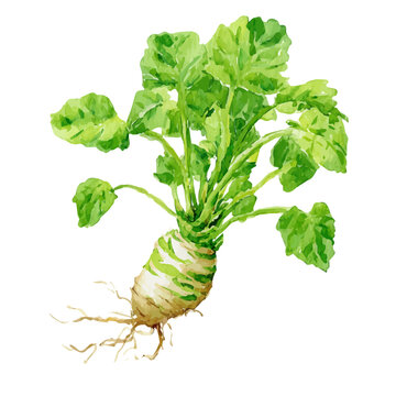 A watercolor painting wasabi root from a front angle painting illustration isolated on a white background, EPS illustration, painting style, 