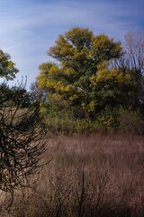 Vibrant autumn colors on trees in a serene open field under blue sky