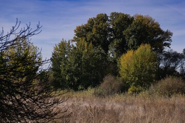 Obraz premium Colorful autumn foliage in a serene natural landscape during a clear day