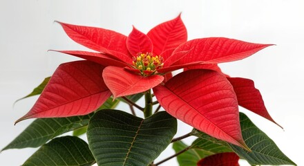 Poinsettia Flower with Red Bracts and Green Leaves on White Background