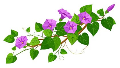 Illustration of a morning glory vine with blooming purple flowers and green leaves