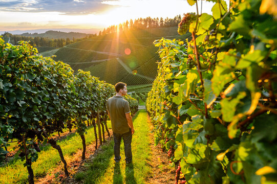 Mann bei Sonnenuntergang zwischen Weinreben und Weinbergen im Schwarzwald 