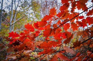 Red oak branch in October. Nature reserve, Kyiv, Ukraine
