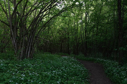 forest undergrowth footpath