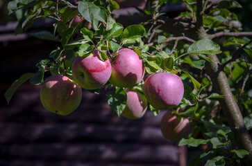 Ripe apples on a branch in an orchard. Liberty apple variety.