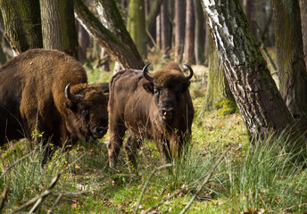 Stado żubrów w starych jesiennych lasach Pszczyny Jankowice Polska © kubikactive