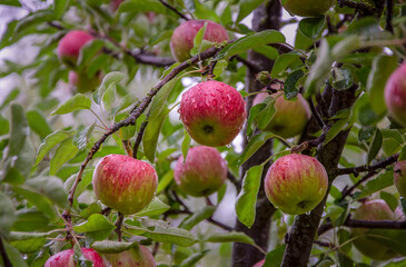 Apples on a branch after rain in the orchard. Apple variety "Katerina."