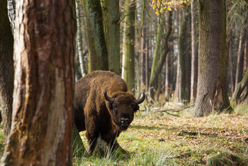  Stado żubrów w starych jesiennych lasach Pszczyny Jankowice Polska © kubikactive