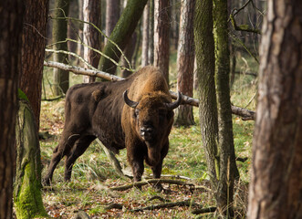 Stado żubrów w starych jesiennych lasach Pszczyny Jankowice Polska © kubikactive