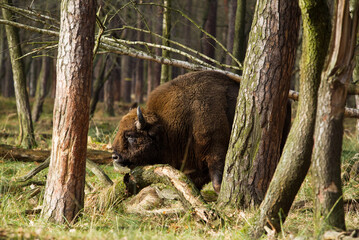 Stado żubrów w starych jesiennych lasach Pszczyny Jankowice Polska © kubikactive