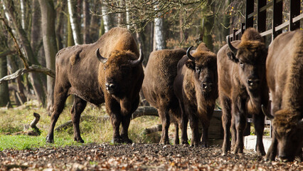 Stado żubrów w starych jesiennych lasach Pszczyny Jankowice Polska