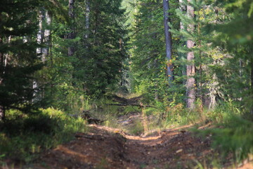 A forest fire in northeastern Europe on a sunny summer day