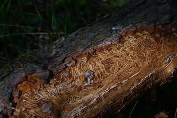 close up of a bark beetle infected tree stump
