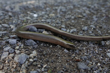 detailed slow worm on sand