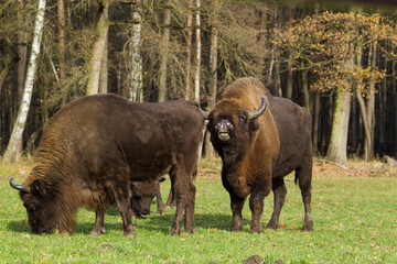 Stado żubrów w starych jesiennych lasach Pszczyny Jankowice Polska © kubikactive