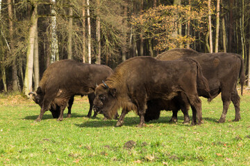 Stado żubrów w starych jesiennych lasach Pszczyny Jankowice Polska © kubikactive