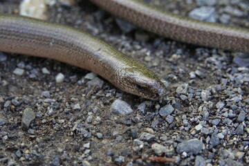 detailed slow worm on sand