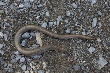 detailed slow worm on sand
