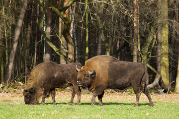  Stado żubrów w starych jesiennych lasach Pszczyny Jankowice Polska