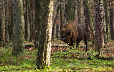  Stado żubrów w starych jesiennych lasach Pszczyny Jankowice Polska © kubikactive