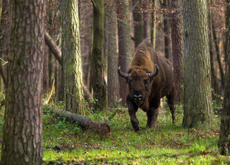  Stado żubrów w starych jesiennych lasach Pszczyny Jankowice Polska