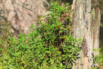Lingonberry bushes with red berries grow around an old stump in the forest on a sunny day in late summer