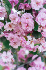 Vertical image of Vibrant pink blossoms on a tree branch of apple tree creating a lush floral backdrop in springtime