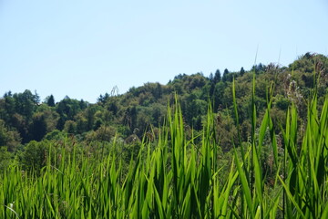 green grass and blue sky