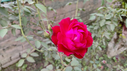 A vibrant red rose blooms amidst lush green foliage in soft daylight