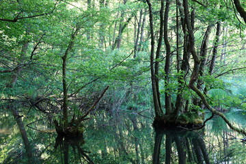 trees in a flooded forest