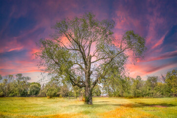 Fototapeta premium Vibrant sunset clouds behind solitary green tree in grassy meadow