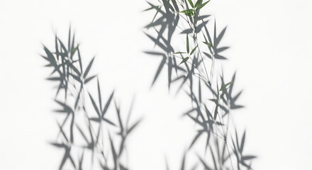 Sunlit bamboo branches cast intricate, dancing shadows against a pure white backdrop, creating a beautiful and serene natural pattern