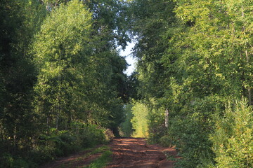 A dirt road overgrown with forest on a sunny summer day