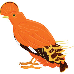 Orange Andean Cock of the Rock Bird Standing Profile View with Crest and Feather Detail on Transparent Background